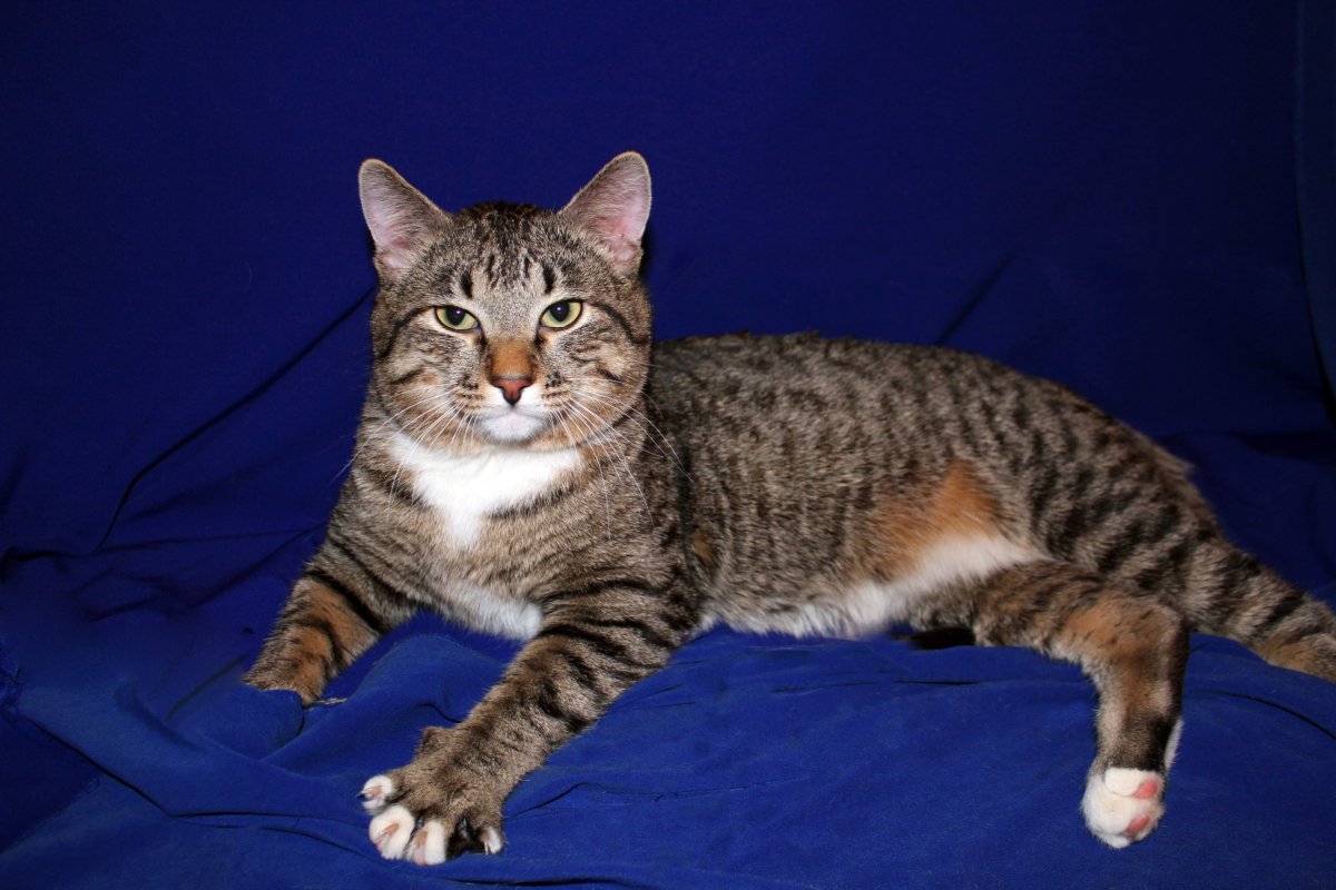 Британские котята черный мрамор