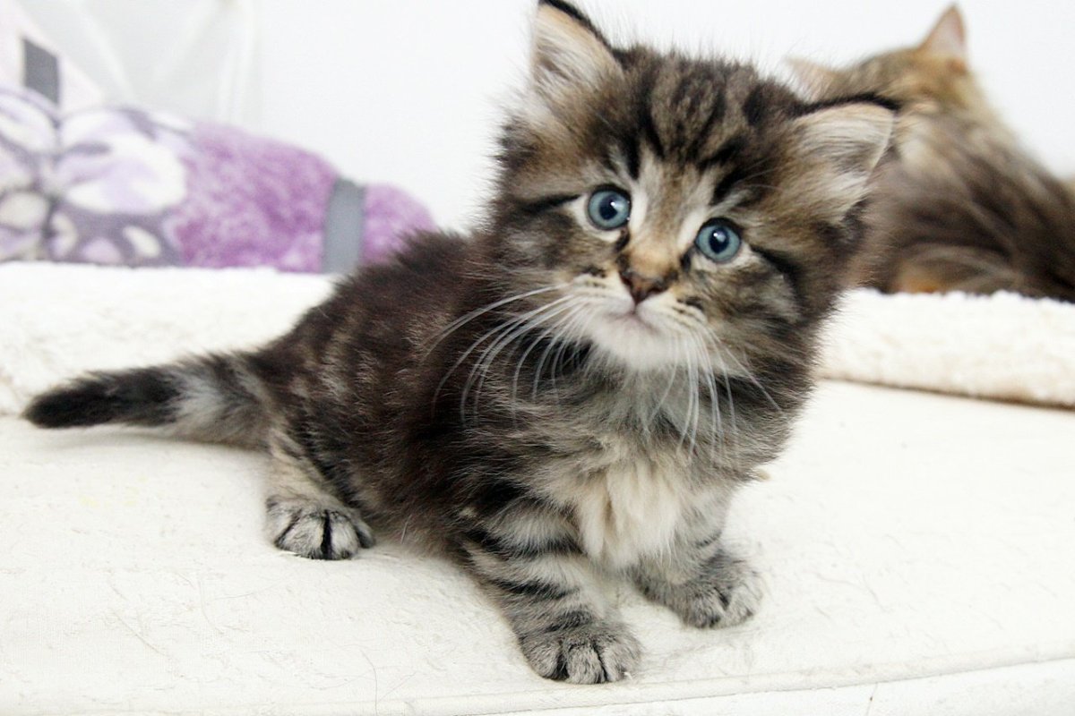 Табби макрель полосатый