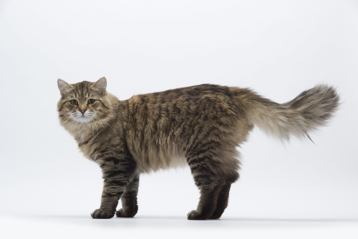 Сибирская кошка табби