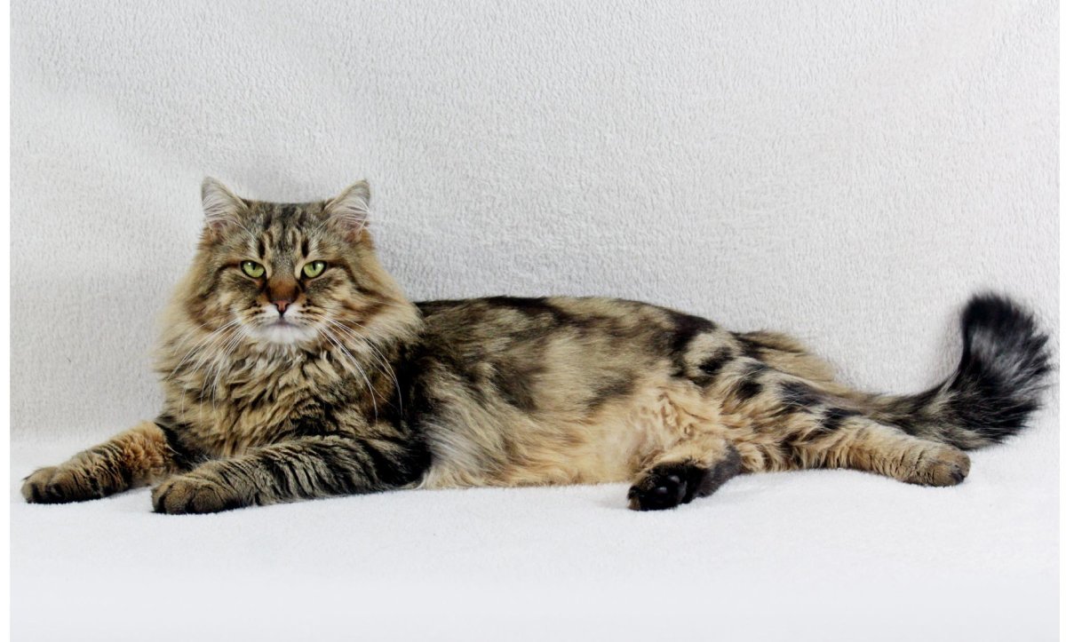 Сибирская кошка табби макрель