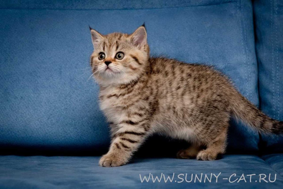 Тигровый макрелевый табби