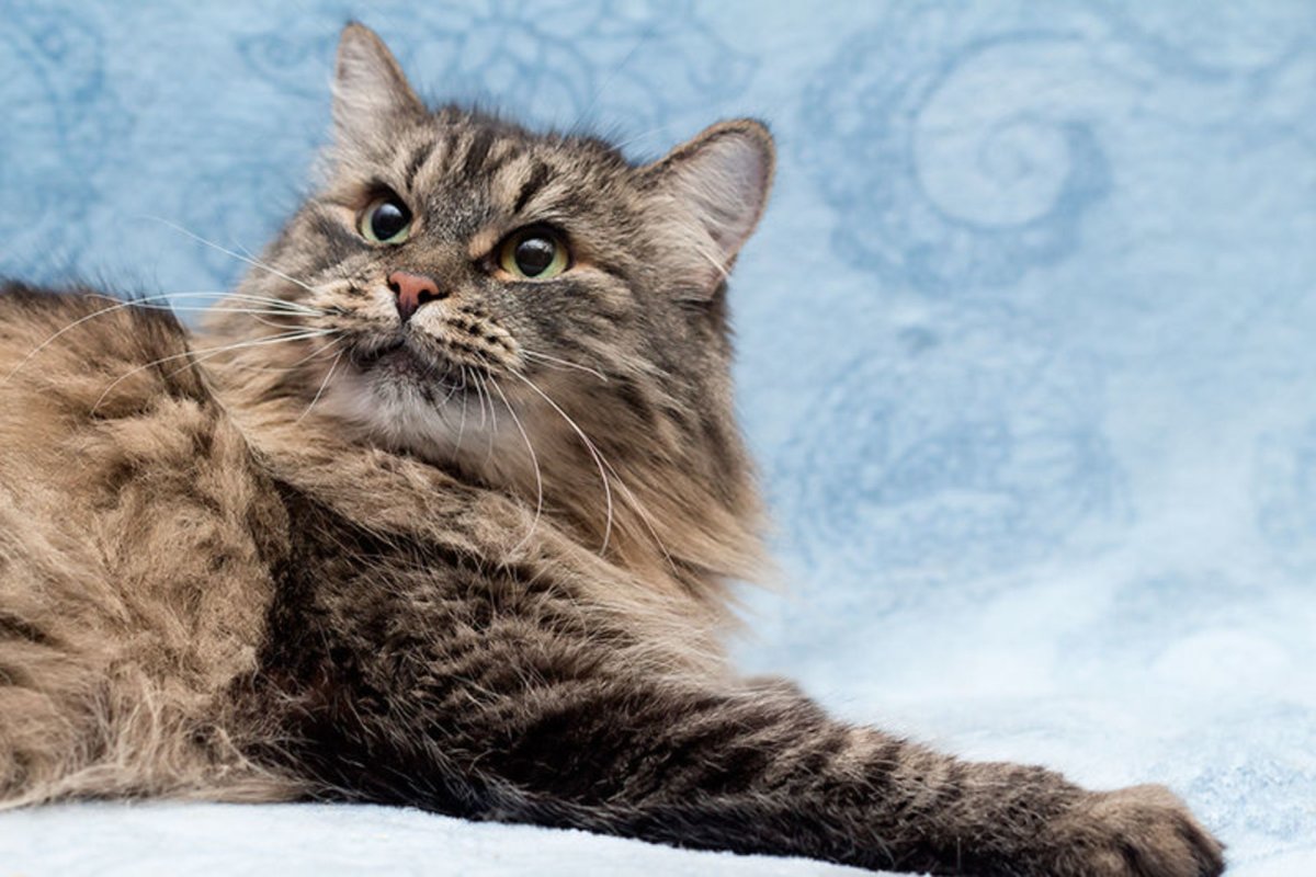 Сибирская кошка табби Браун