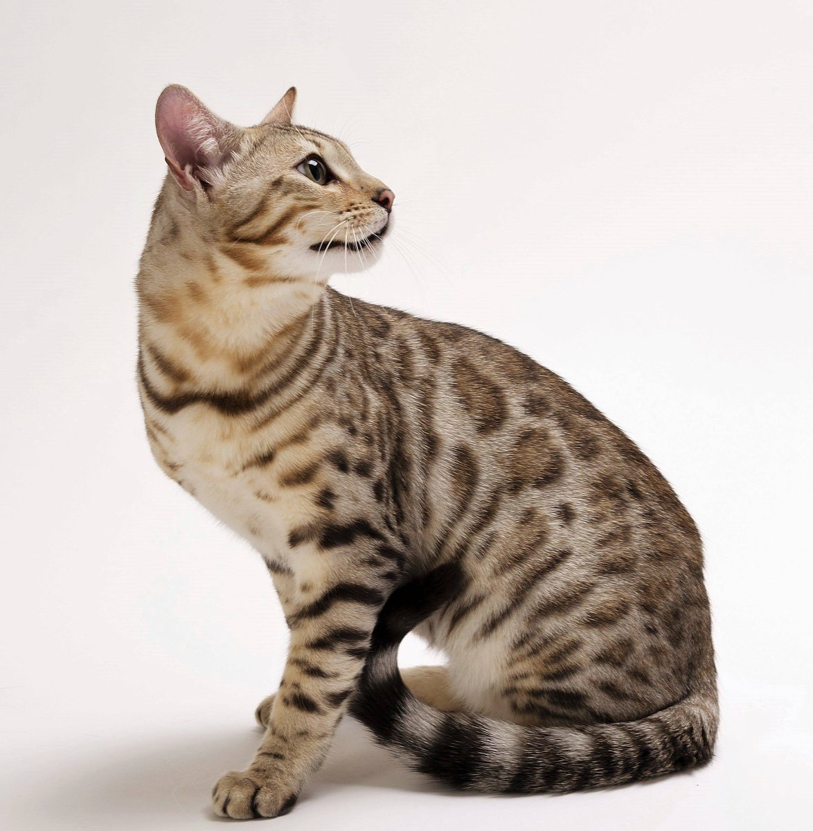 Сибирская кошка табби