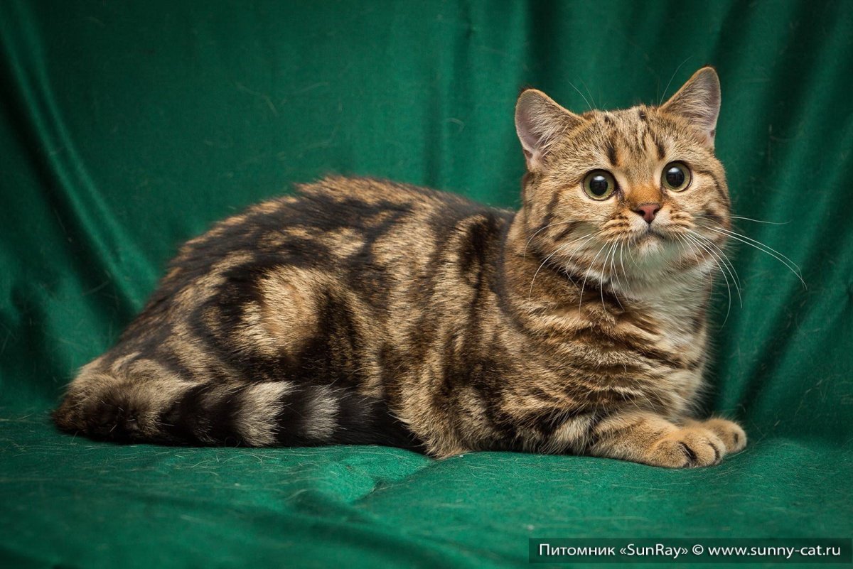 Британец табби полосатый