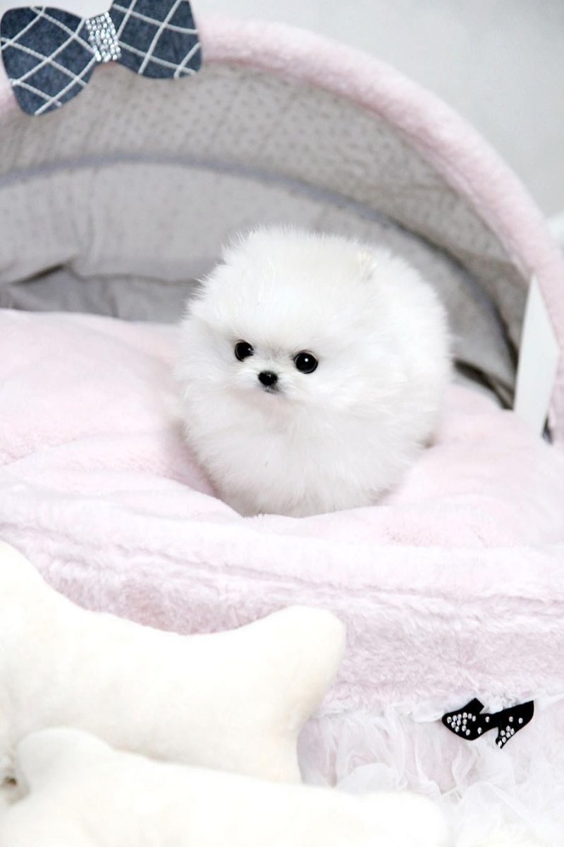 Померанский шпиц милашка