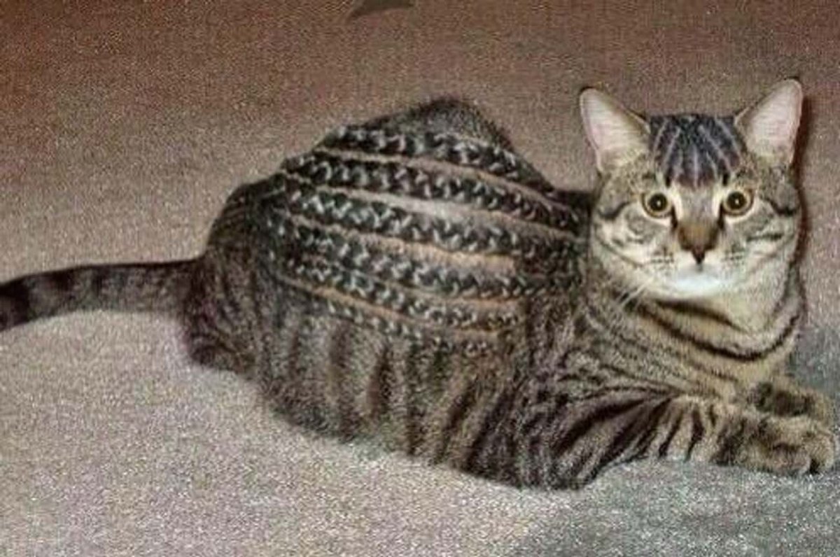 Табби макрель