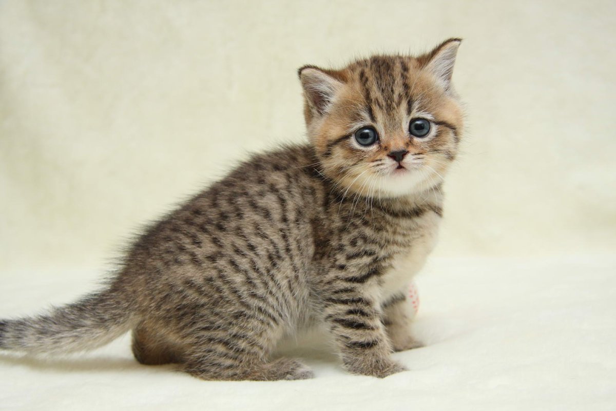 Сибирская кошка окрас табби