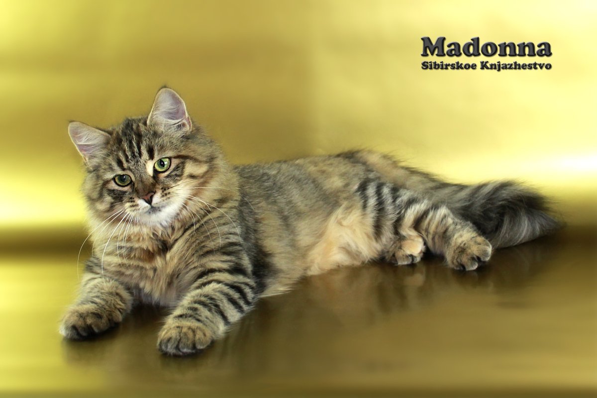 Сибирская кошка окрас табби