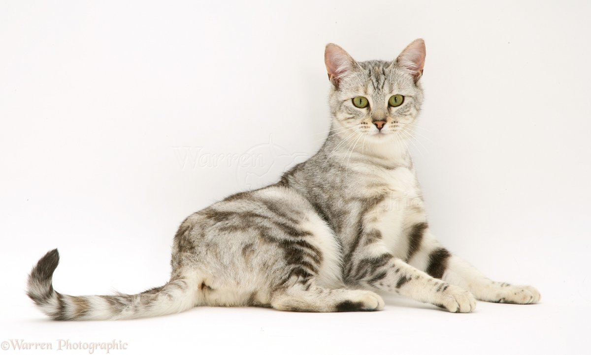 Мраморный Мэнкс табби