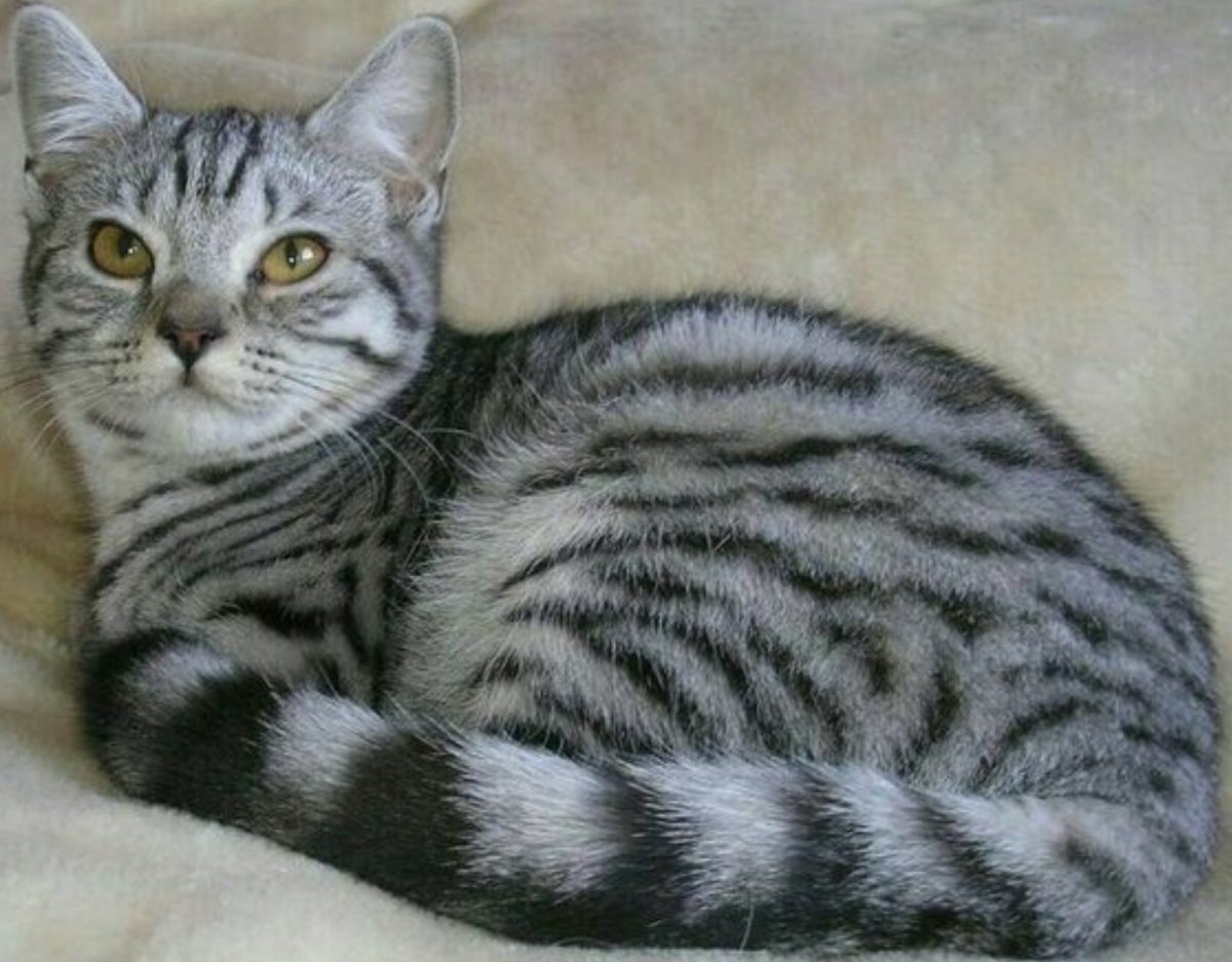 Окрас мраморный табби у кошек