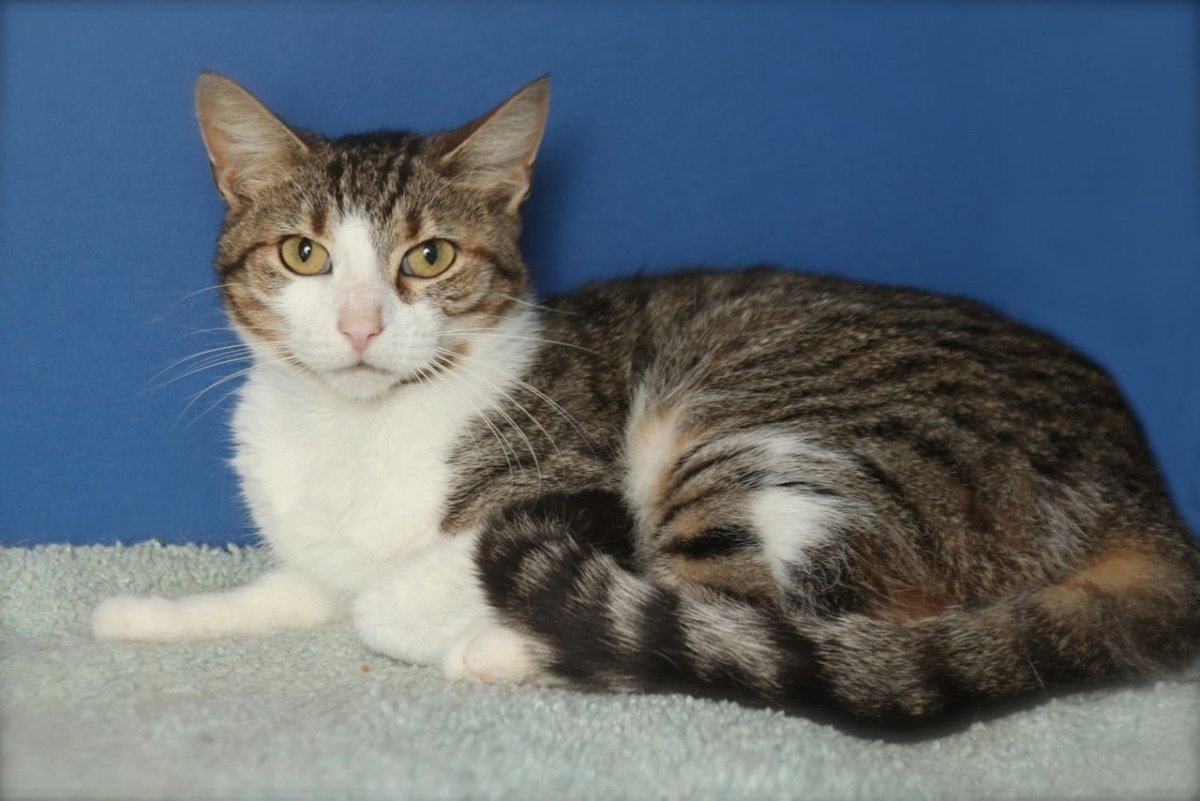 Сибирская полудлинношерстная кошка