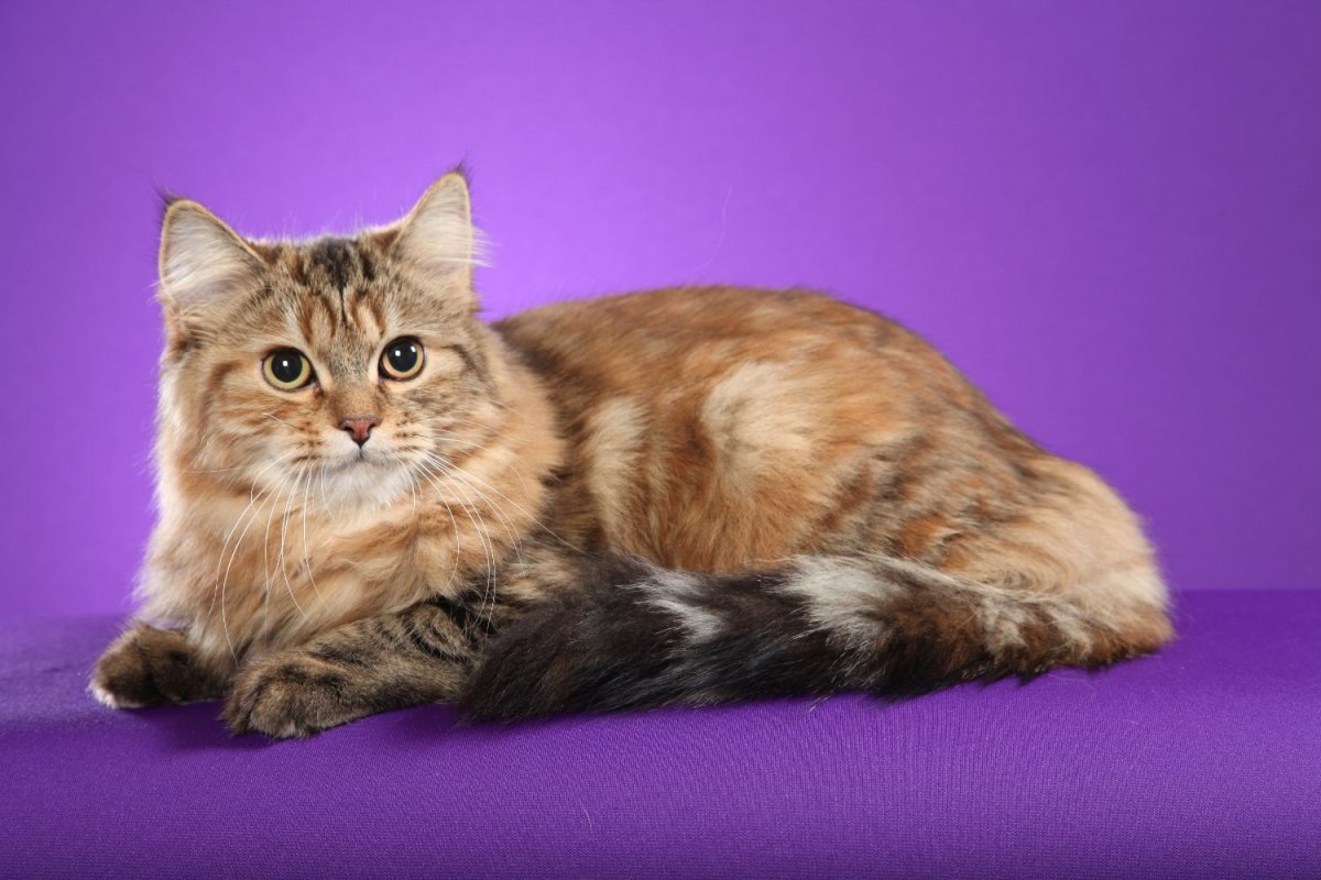 Азиатская табби мраморная