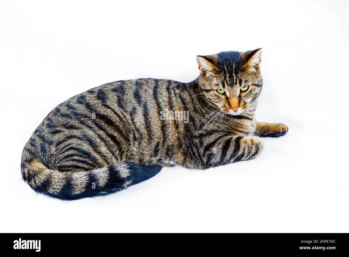 Мраморный Мэнкс табби