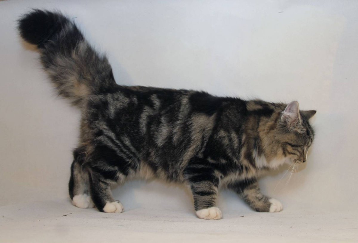 Шотландский страйт табби