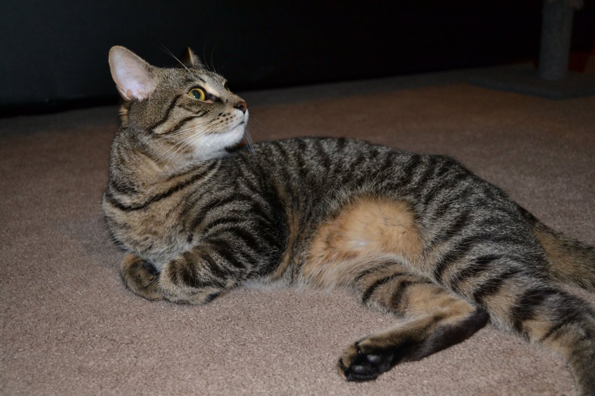 Мраморный Мэнкс табби