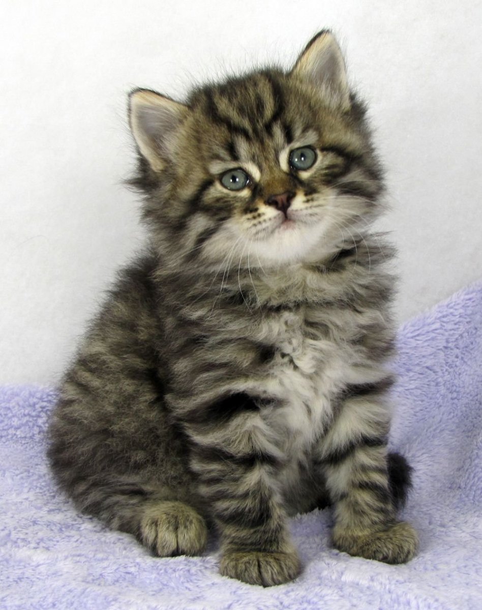 Tortoiseshell Cat порода