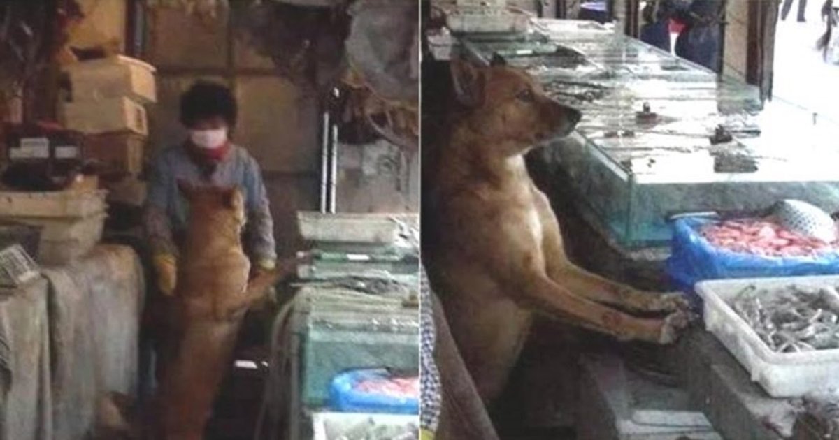 Животные на Рыбном рынке на Галапагосах