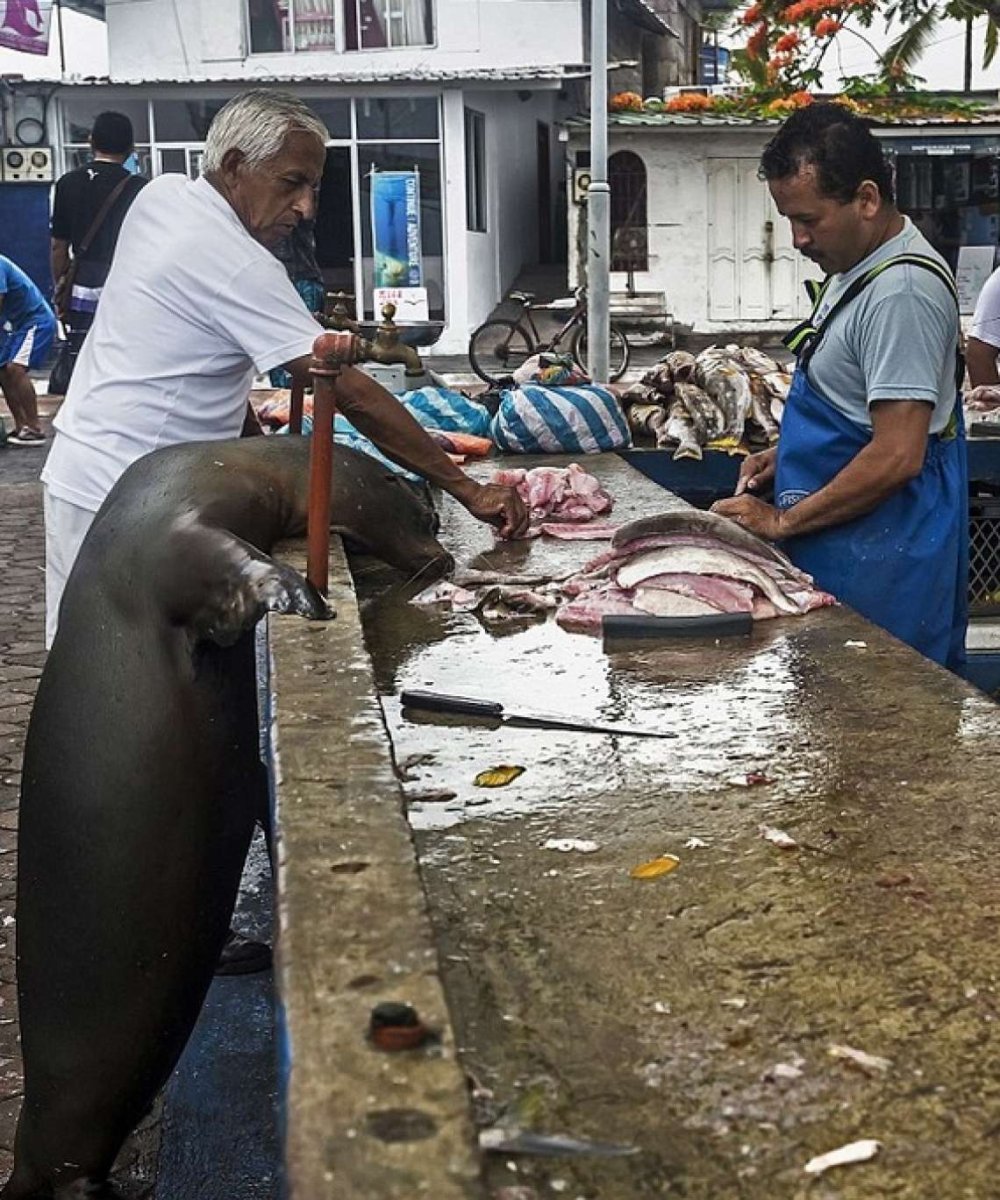 Продавец в раздел рыбы