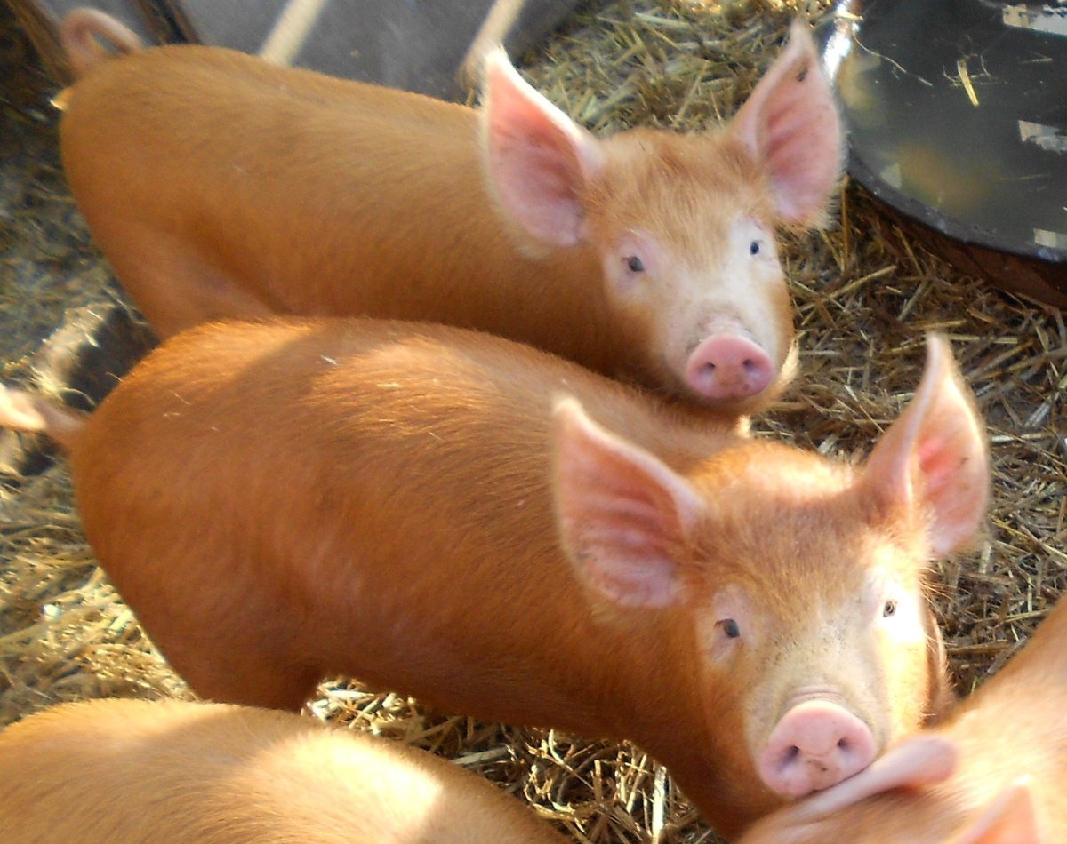 Темворс порода свиней