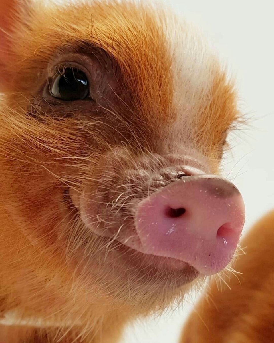 Минипиг рыжий