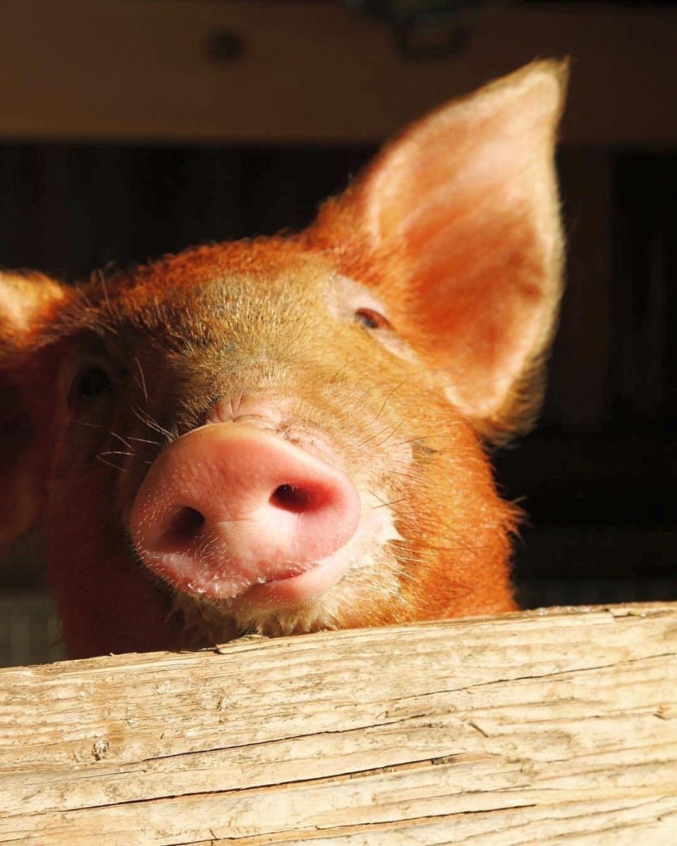 Порода рыжих поросят