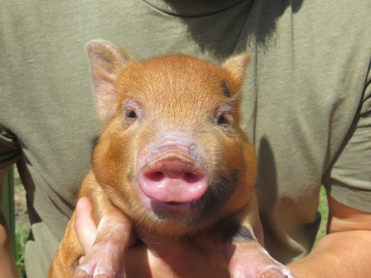 Порода рыжих поросят