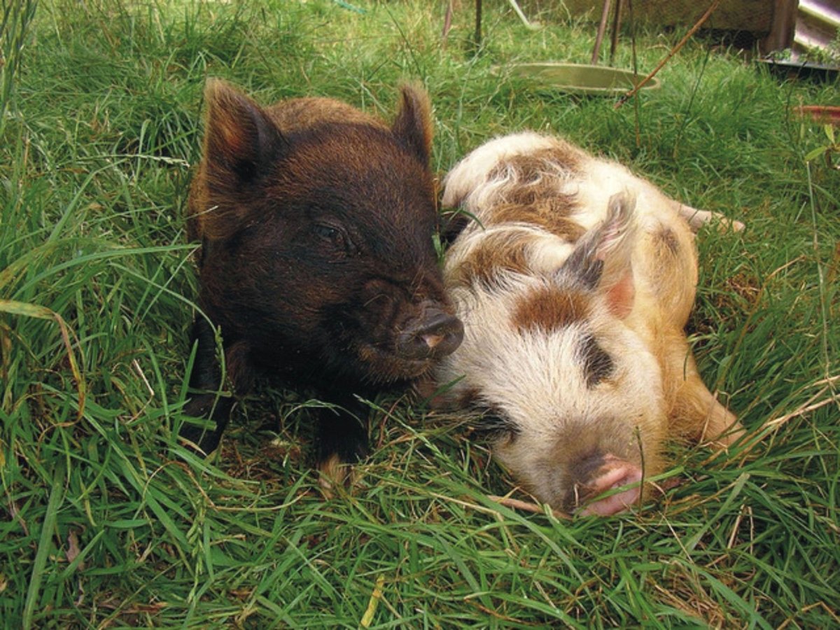 Свинья в парке