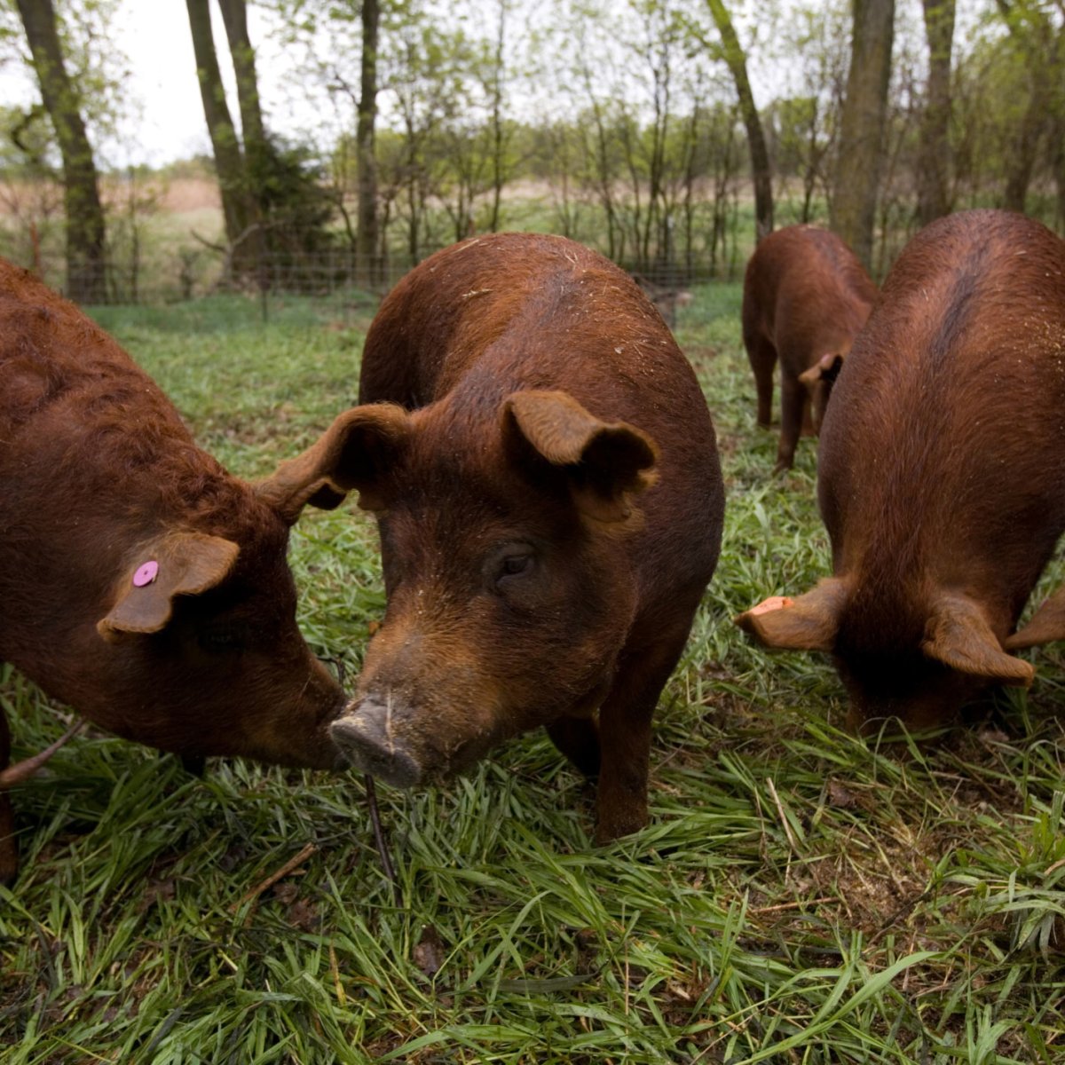 Свинья породы канадский дюрок