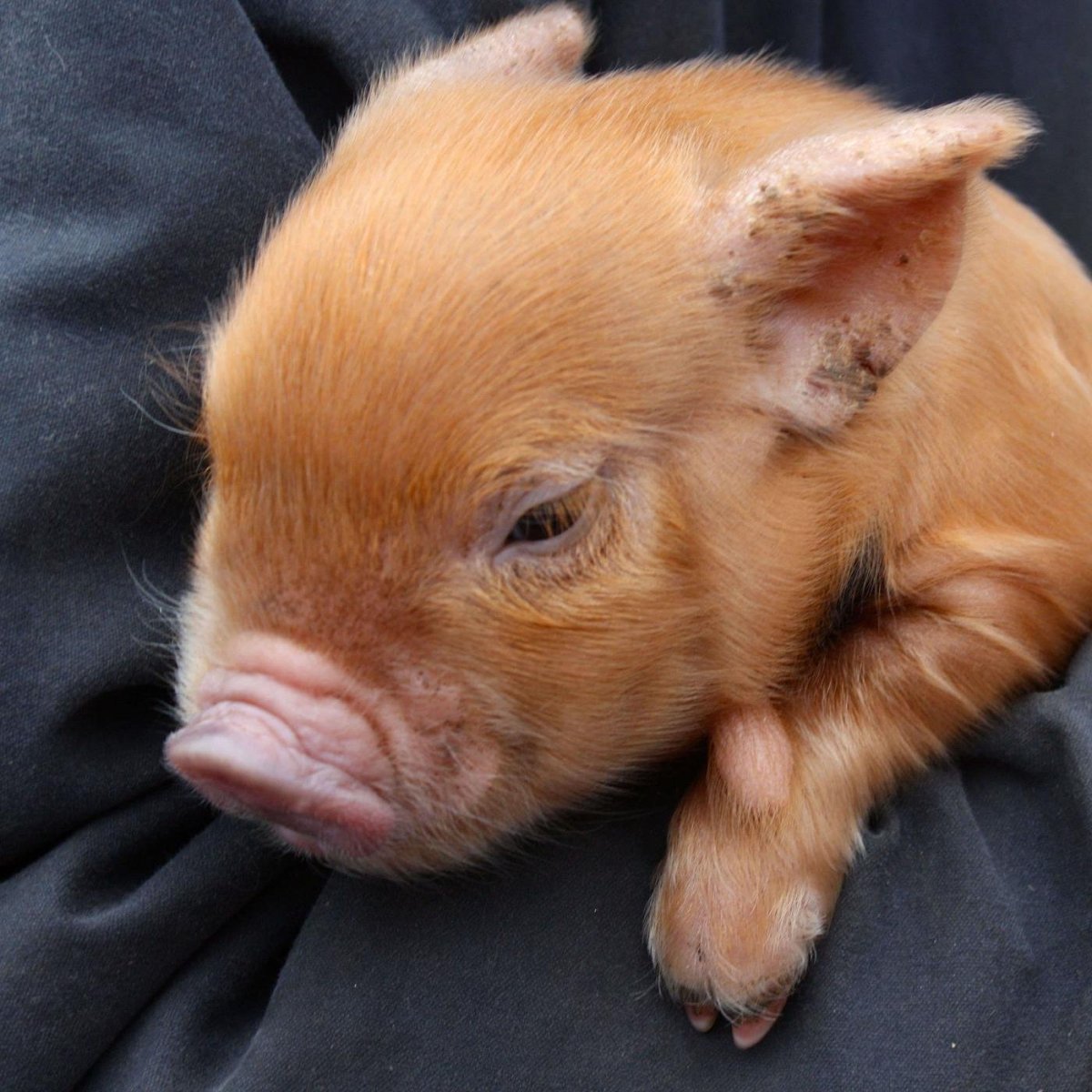 Минипиг рыжий