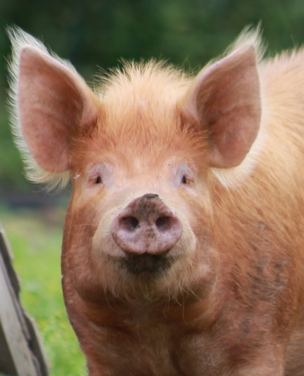 Свинья дюрок рыжие