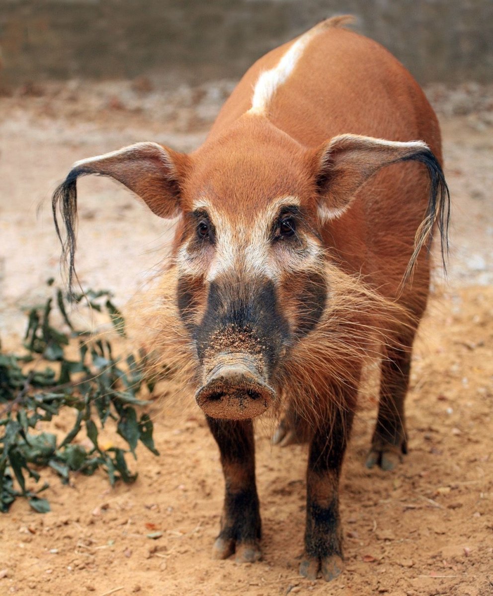 Речная кистеухая свинья