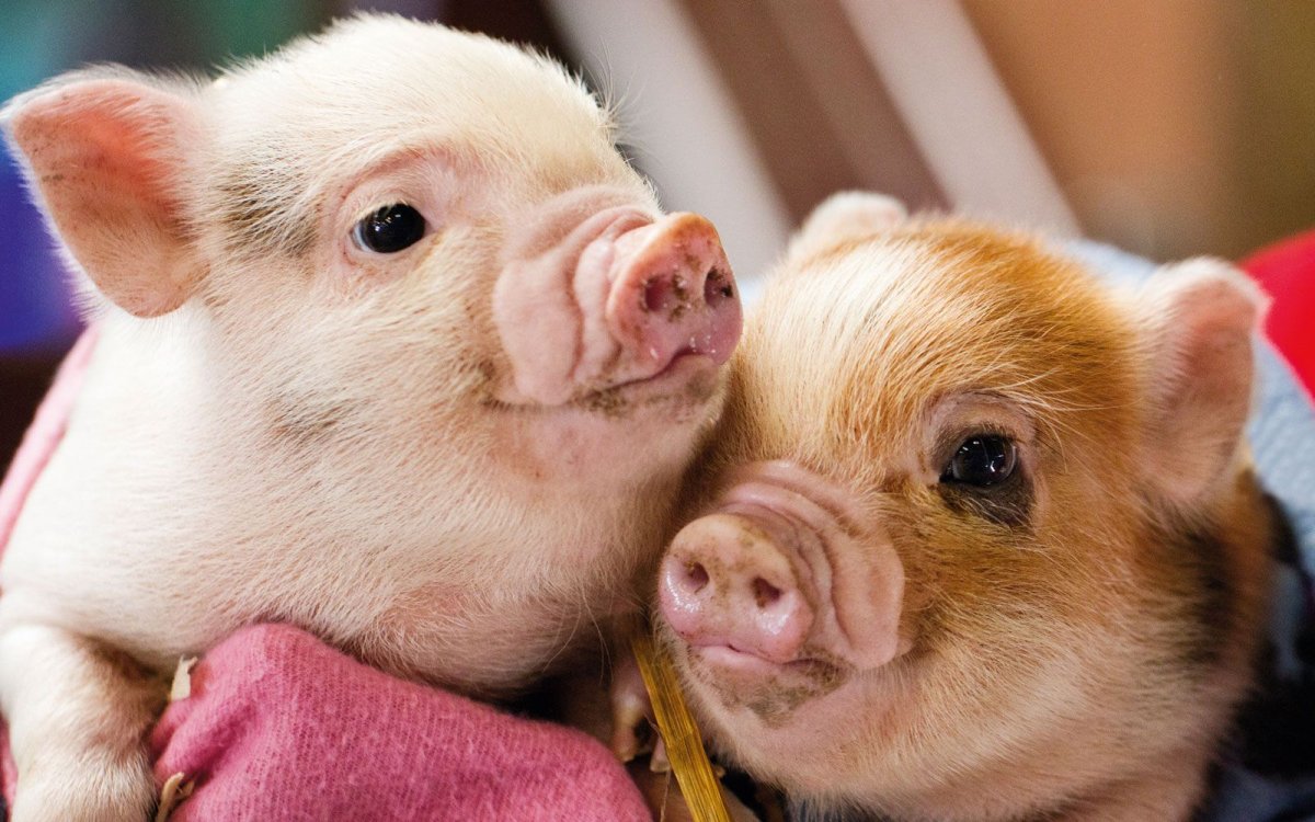 Геттингенский минипиг