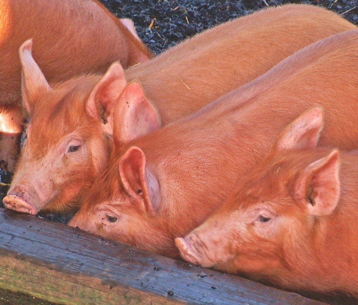 Порода рыжих поросят