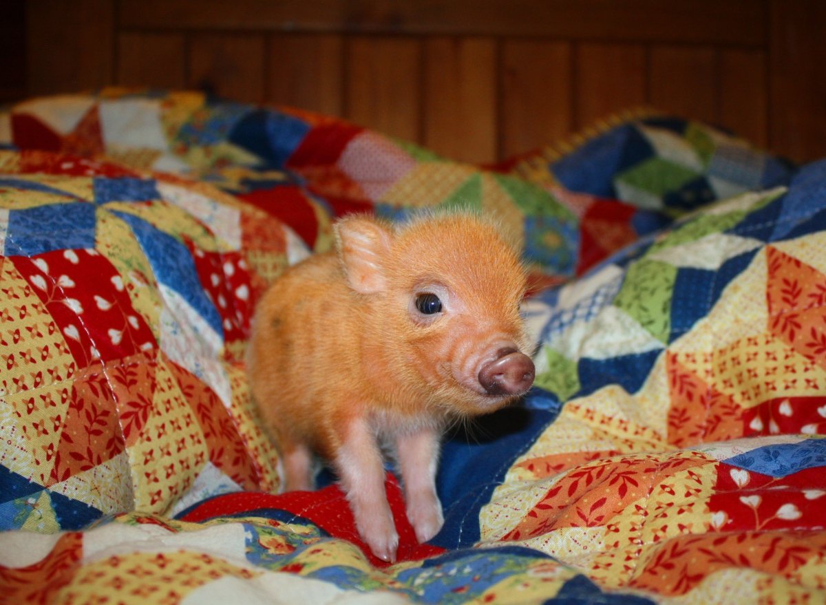 Рыжий мини Пиг