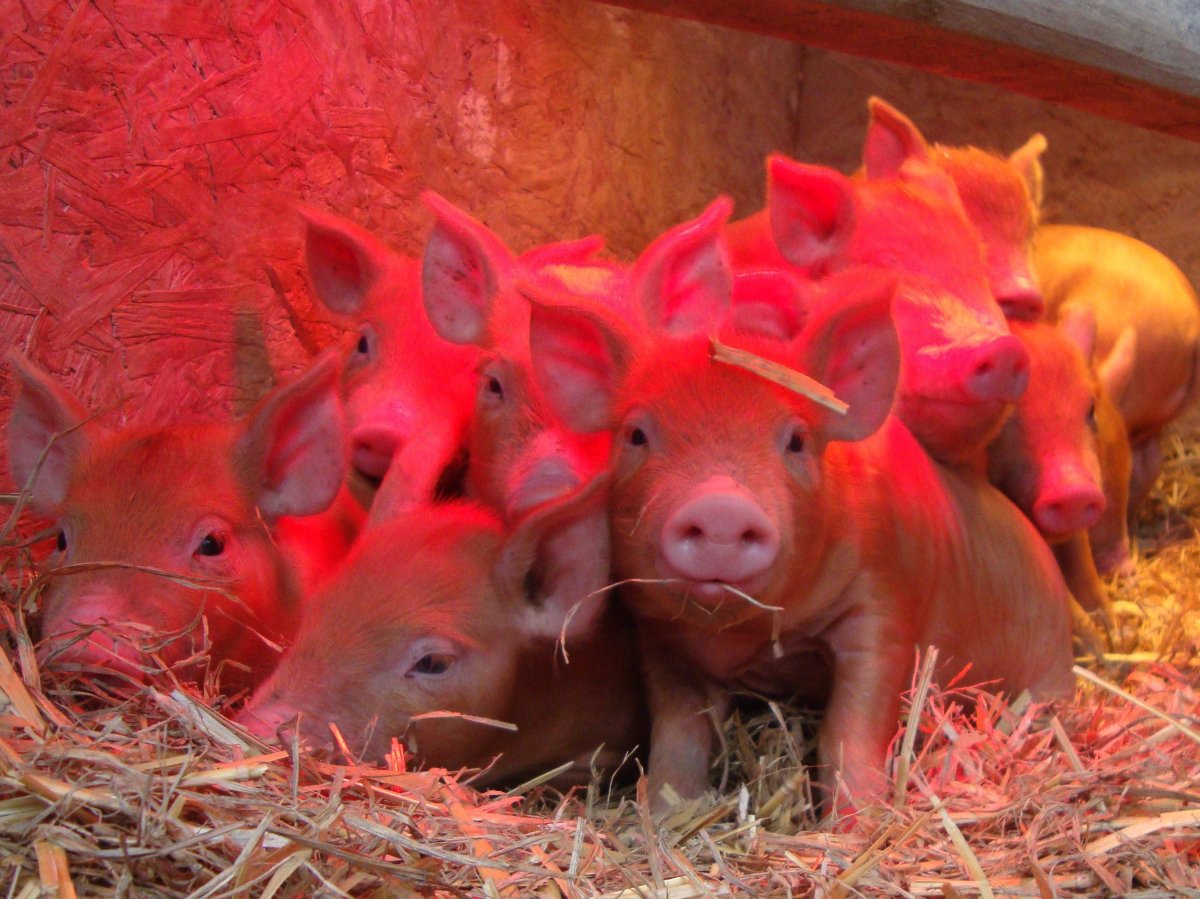 Поросята сосуны