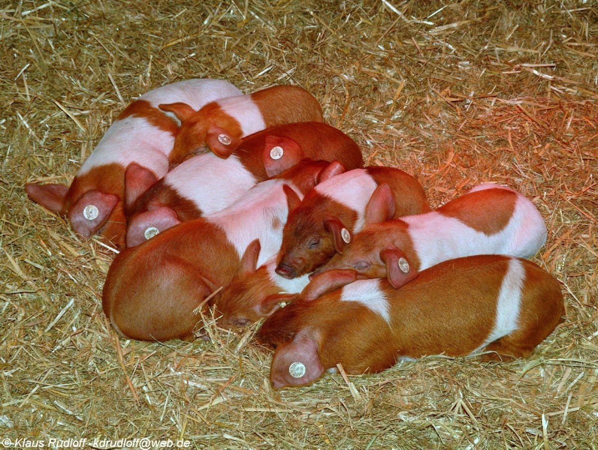 Дюрок белопоясный