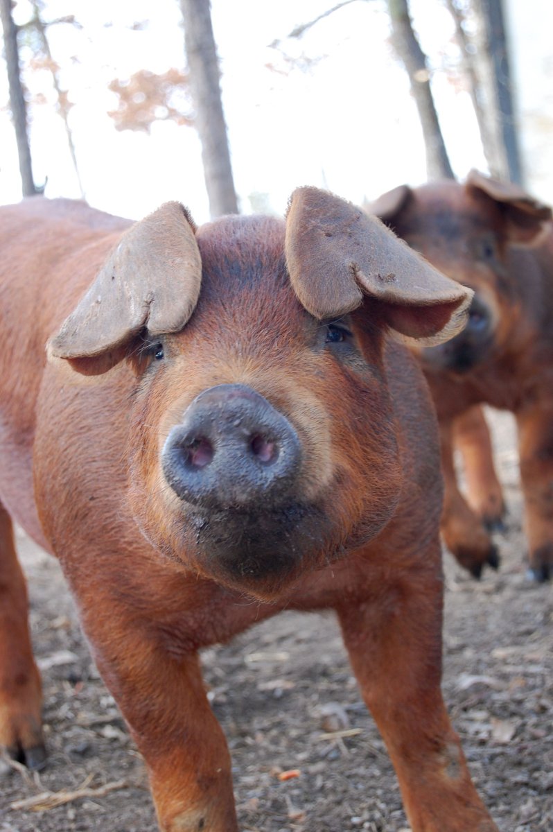 Поросята породы дюрок