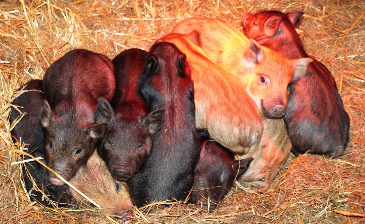 Порода вьетнамские рыжие поросята