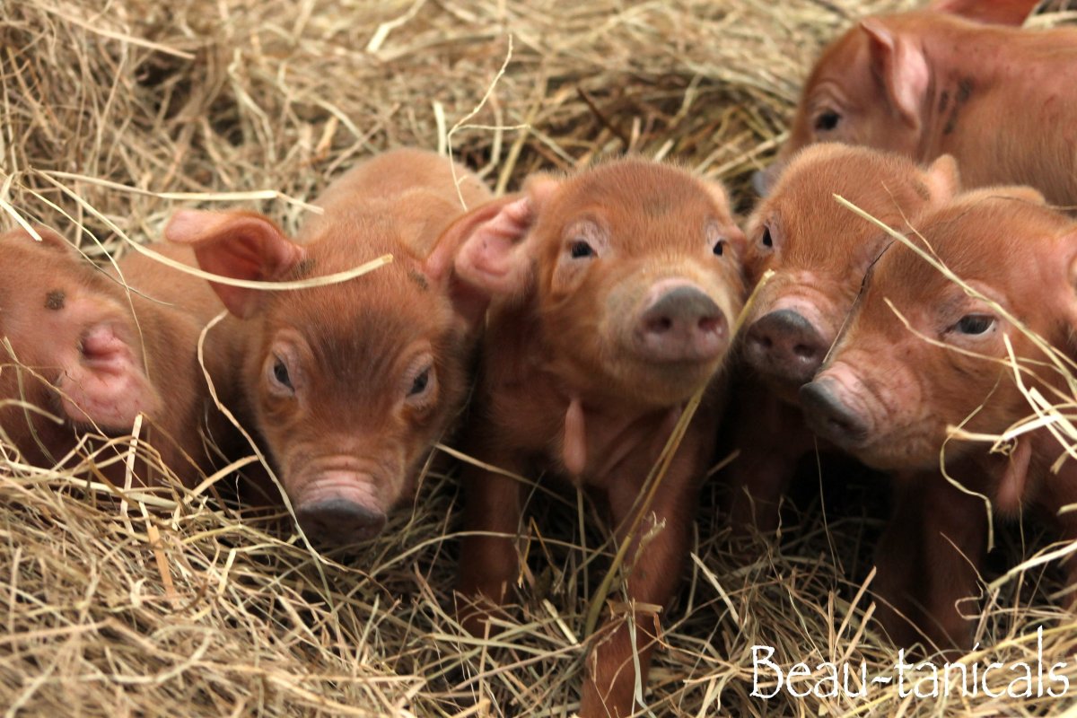 Дюрок поросята