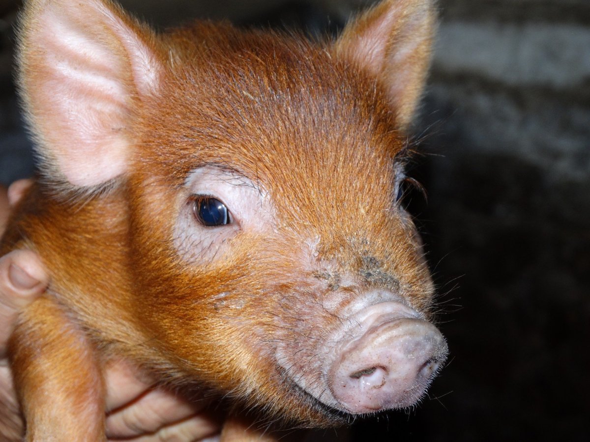 Рыжий поросенок