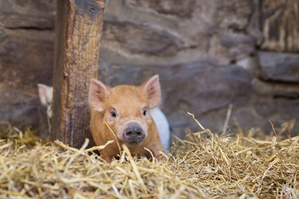 Рыжая свинья