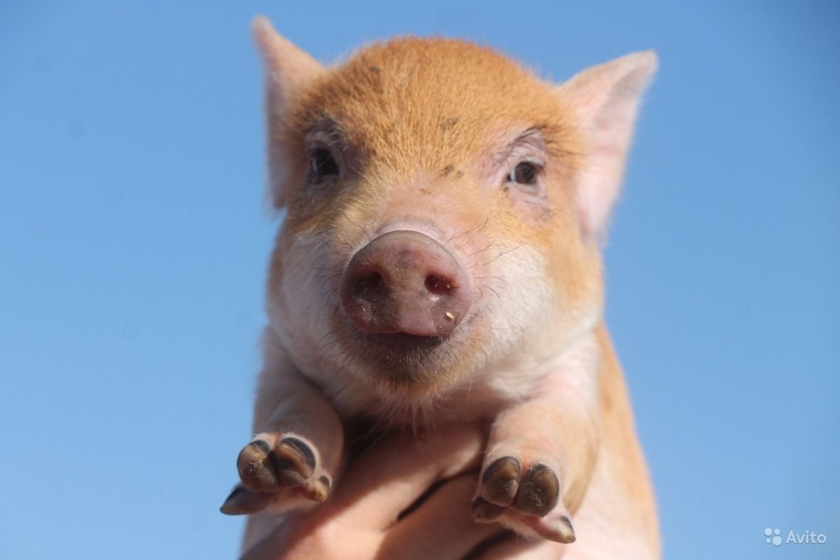 Рыжая свинья