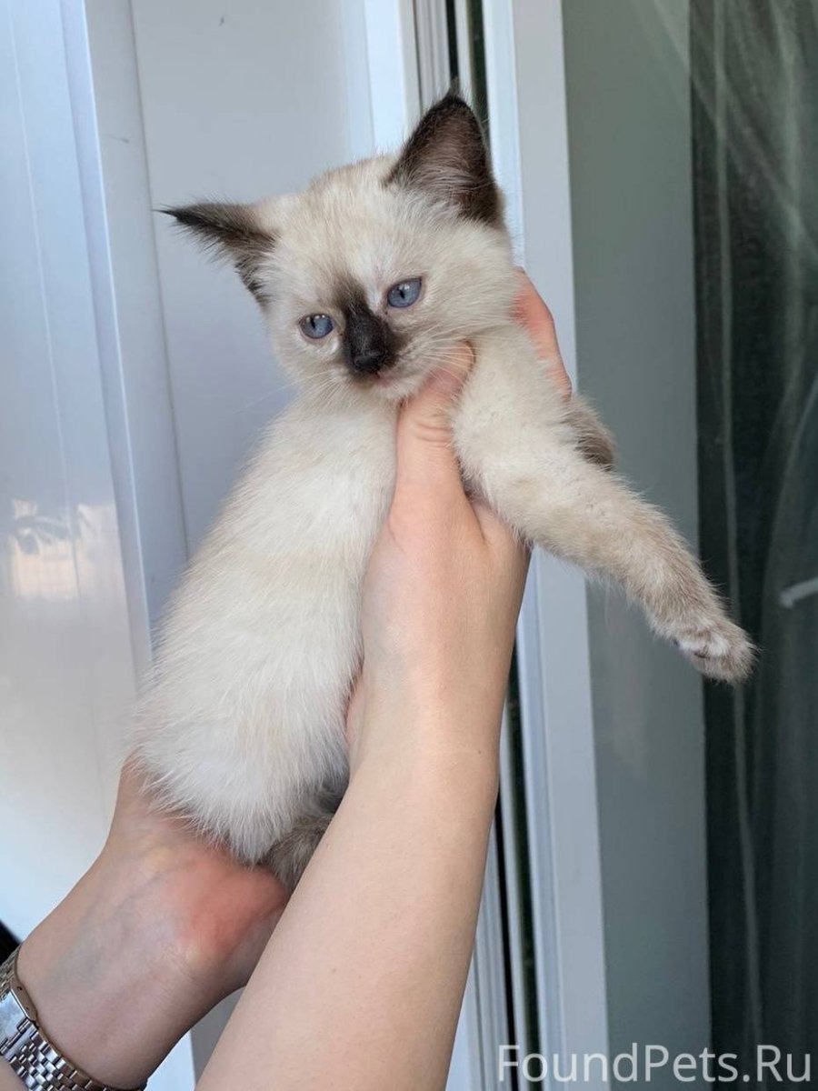 Милые котики много