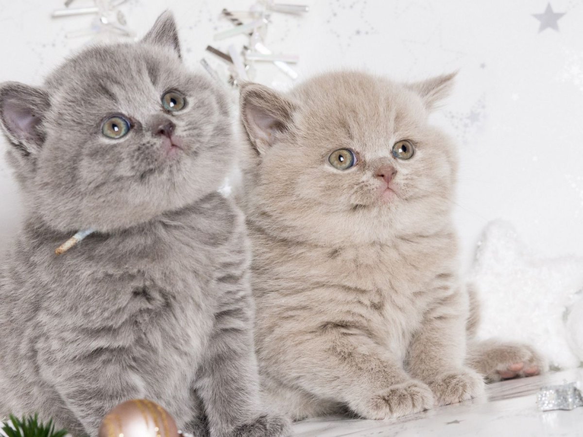 Маленькая Британская белая короткошерстная кошка