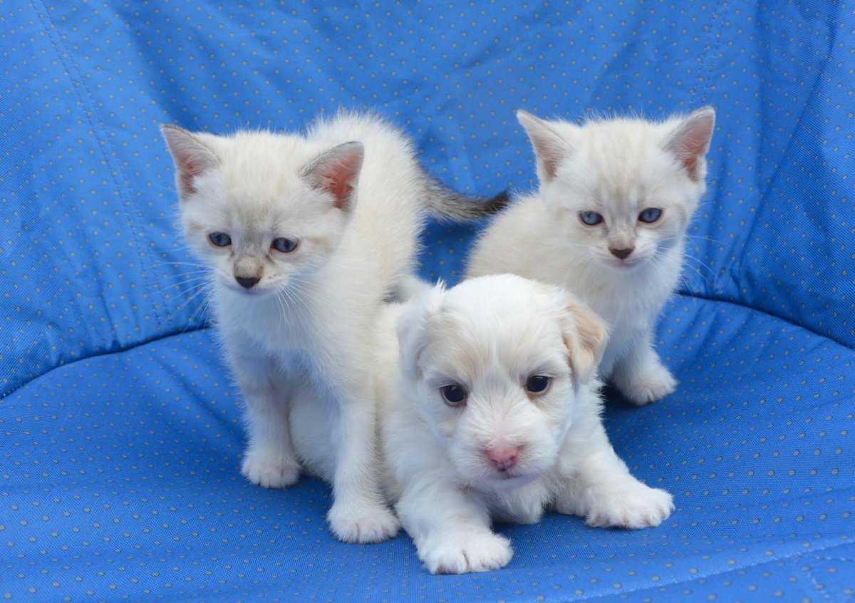 Персидский экзот рыжий