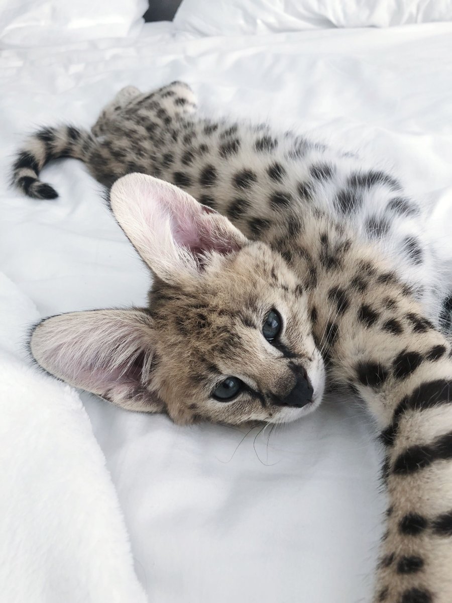 Оцелот сервал каракал