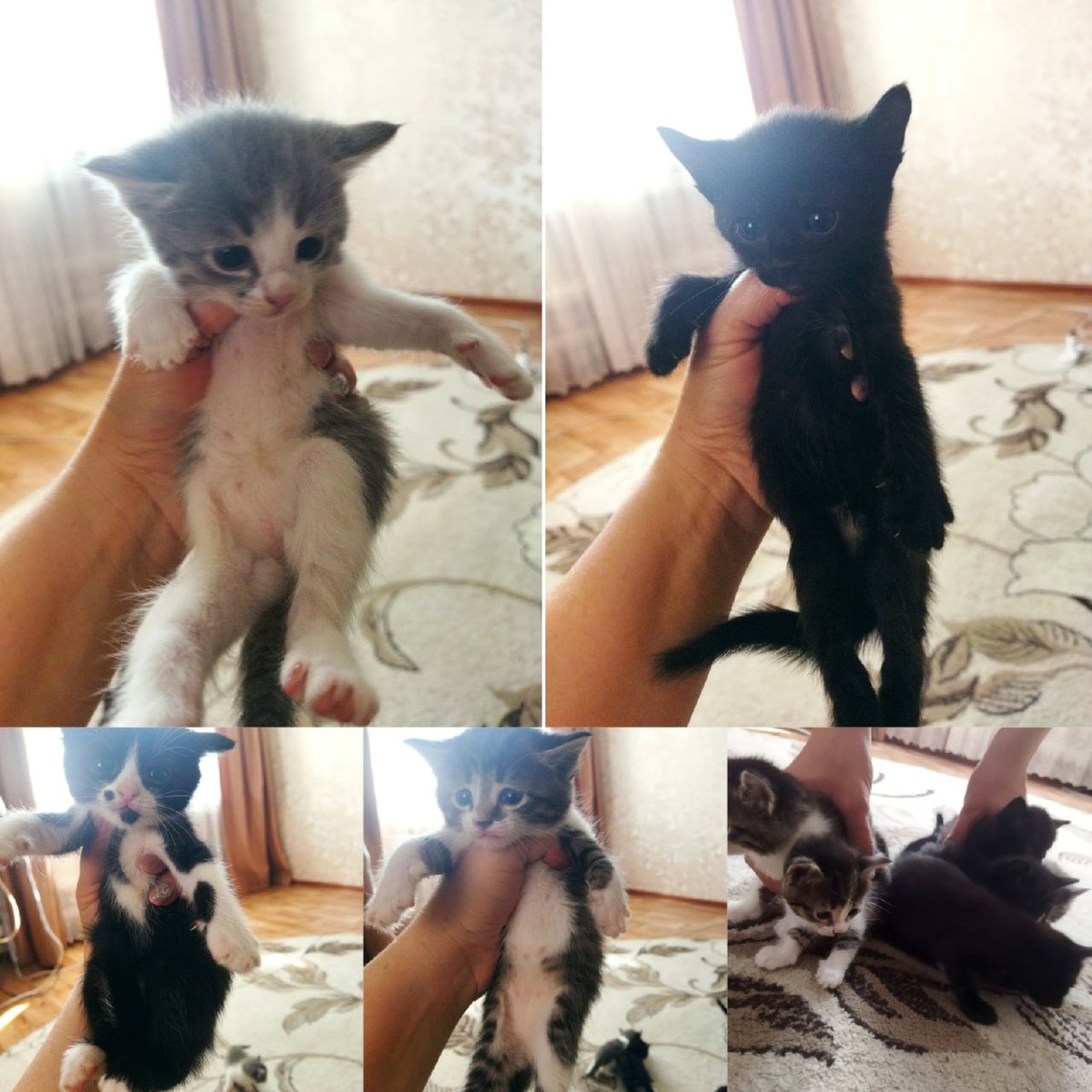 Котенок породы Коби