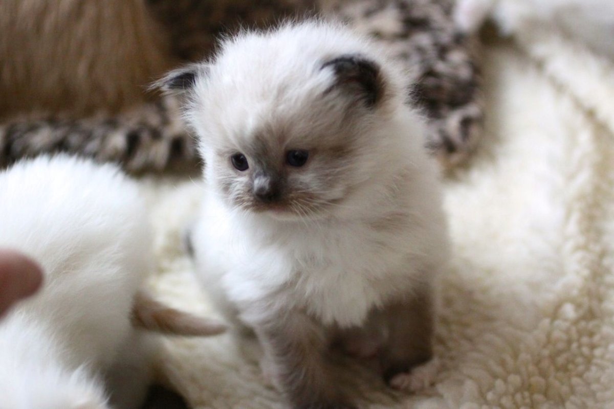 Картинки котят