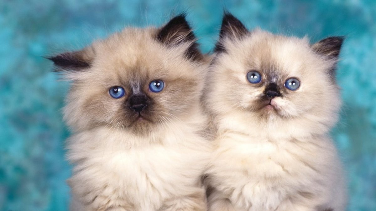 Близняшки персидские котята