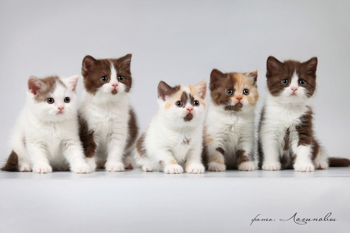 Кошачий питомник